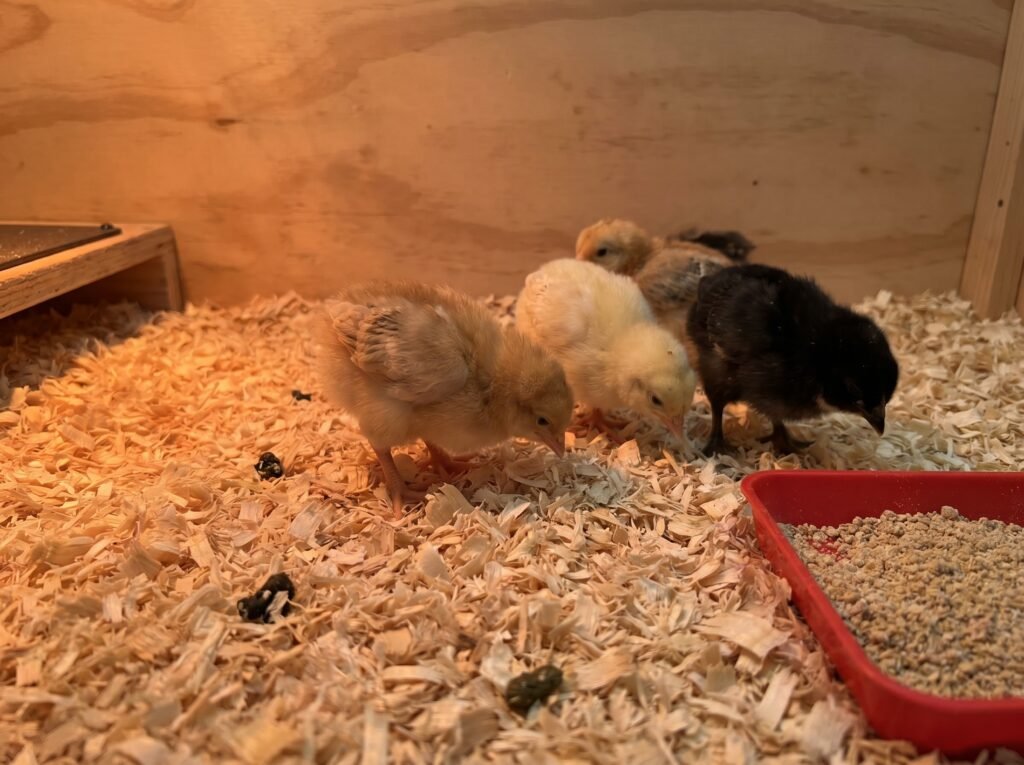 Three-week-old chicks pecking dry pine shaving litter in a brooder with starter feed