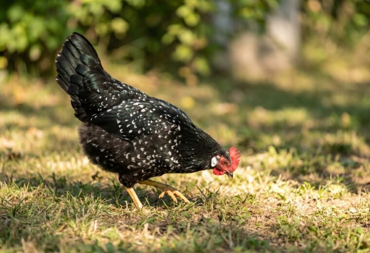 Ancona chicken hen with mottled black-and-white plumage foraging in a backyard pasture
