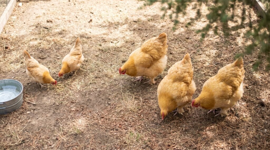 Bantam and Orpington hens showing size difference that determines space per bird in the coop