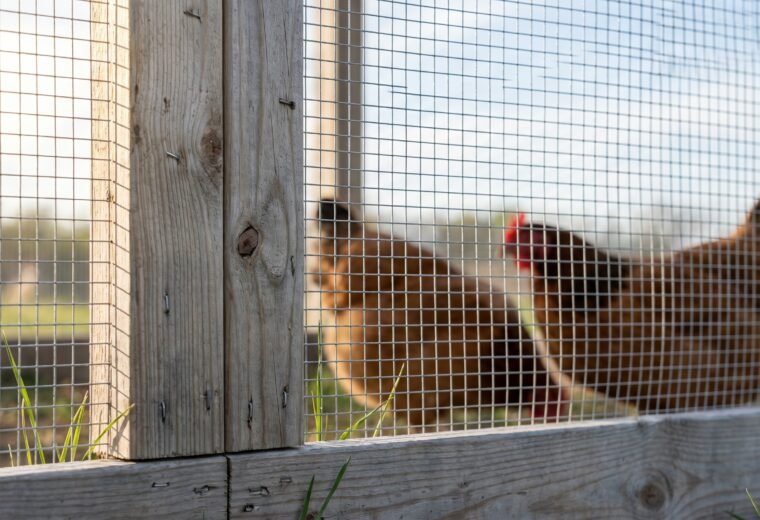 Close-up of 1/2-inch hardware cloth on a backyard chicken run wooden frame