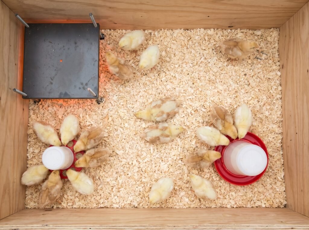 Top-down view of two-week-old chicks spread evenly in a brooder, showing comfortable temperature behavior