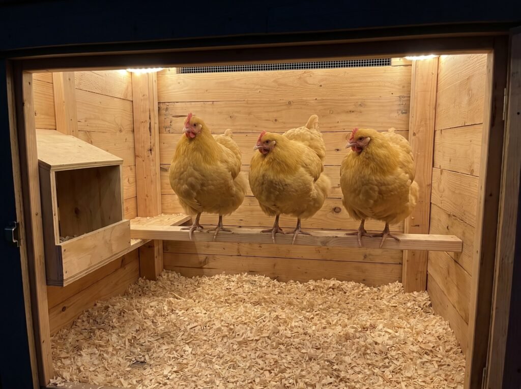 Three Buff Orpington hens roosting on a wide flat bar inside a clean backyard coop