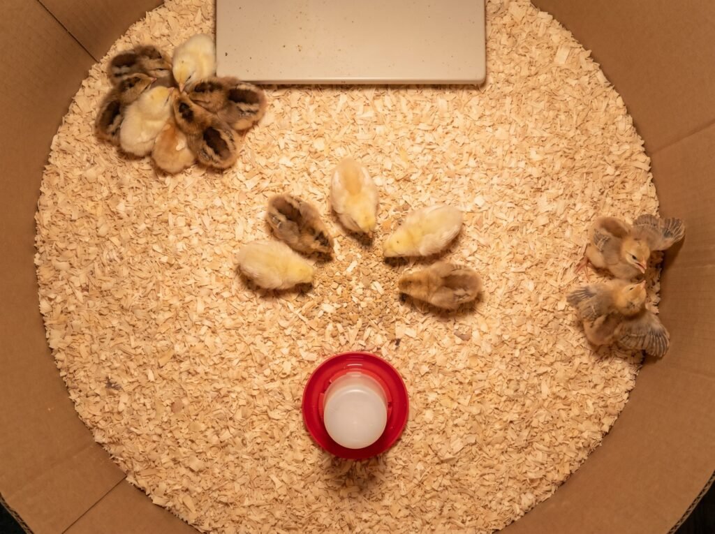 Overhead view of brooder chicks showing cold piling, normal distribution, and heat stress postures