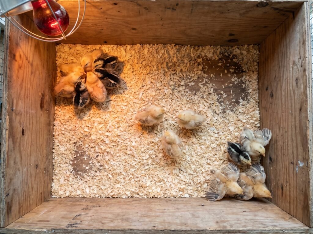 chicks in a brooder box showing huddling near the heat lamp and wing-spreading at the cool edge