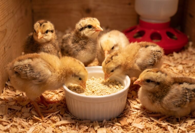 day-old chicks eating chick starter feed crumble from a dish in a brooder