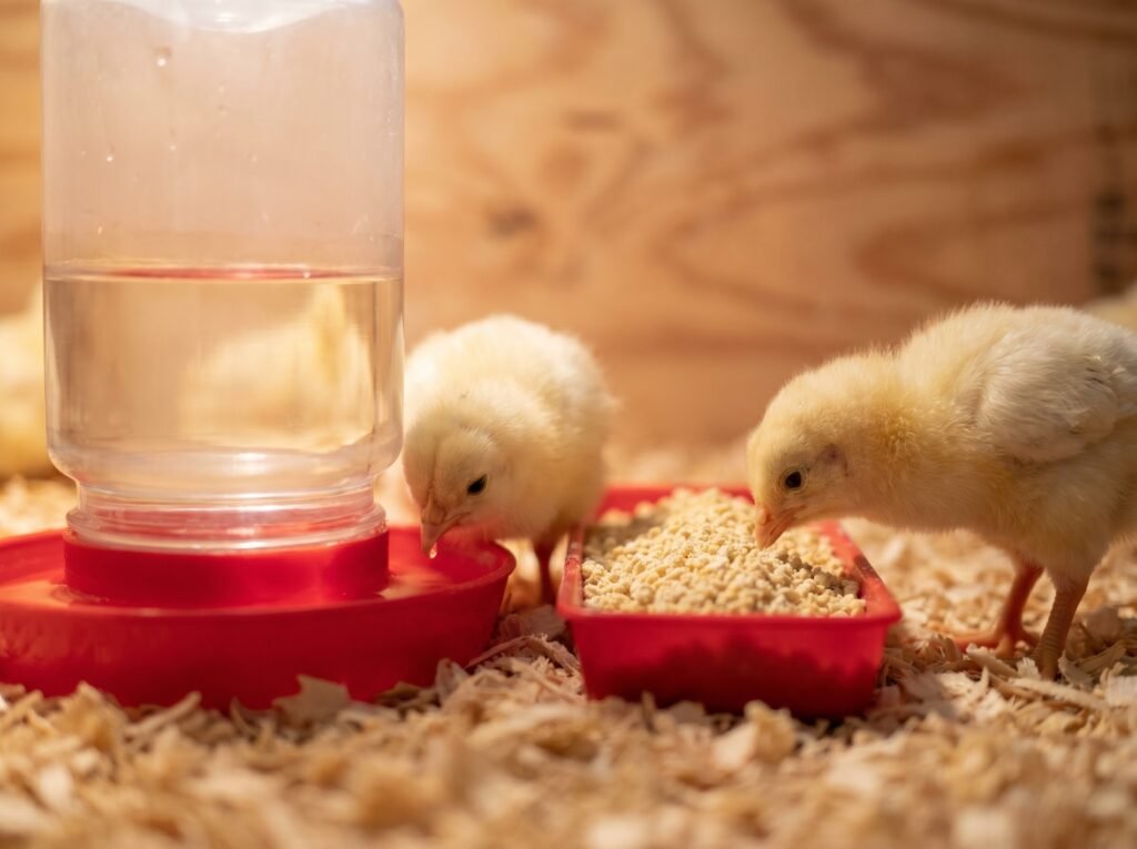 One-quart chick waterer and crumble feeder with two-day-old chicks drinking and eating