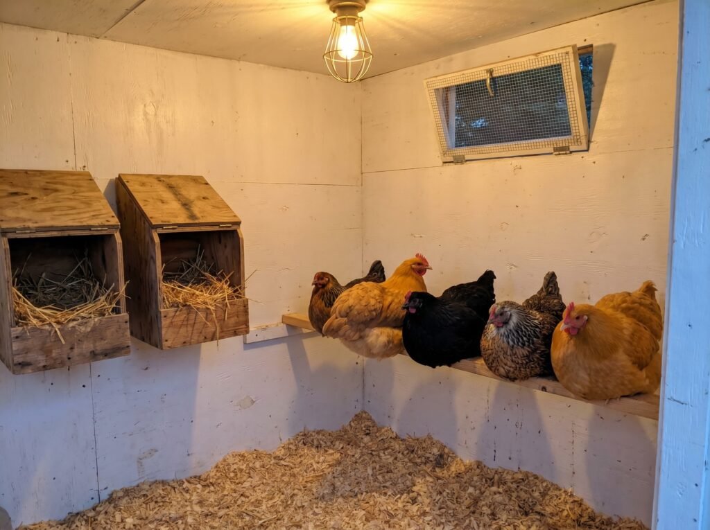five hens roosting on a wide flat 2x4 bar inside a backyard chicken coop with nest boxes visible