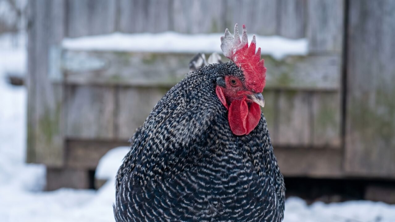 Rooster's single comb with early frostbite discoloration on the tips in winter