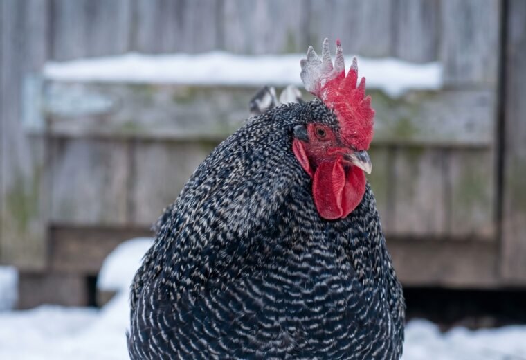 Rooster's single comb with early frostbite discoloration on the tips in winter