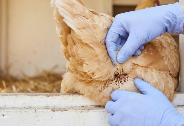 gloved hands parting a hen's vent feathers to check for chicken mites