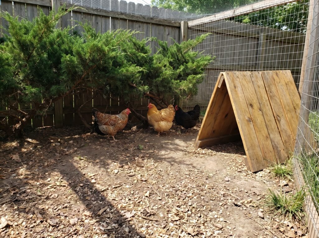 hens sheltering under dense shrubs and wooden A-frame inside a chicken run