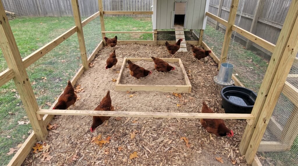 Spacious chicken run with eight hens, perch bar, and dust-bath sandbox visible