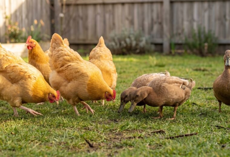 buff Orpington hens and Khaki Campbell ducks foraging together in a backyard mixed flock
