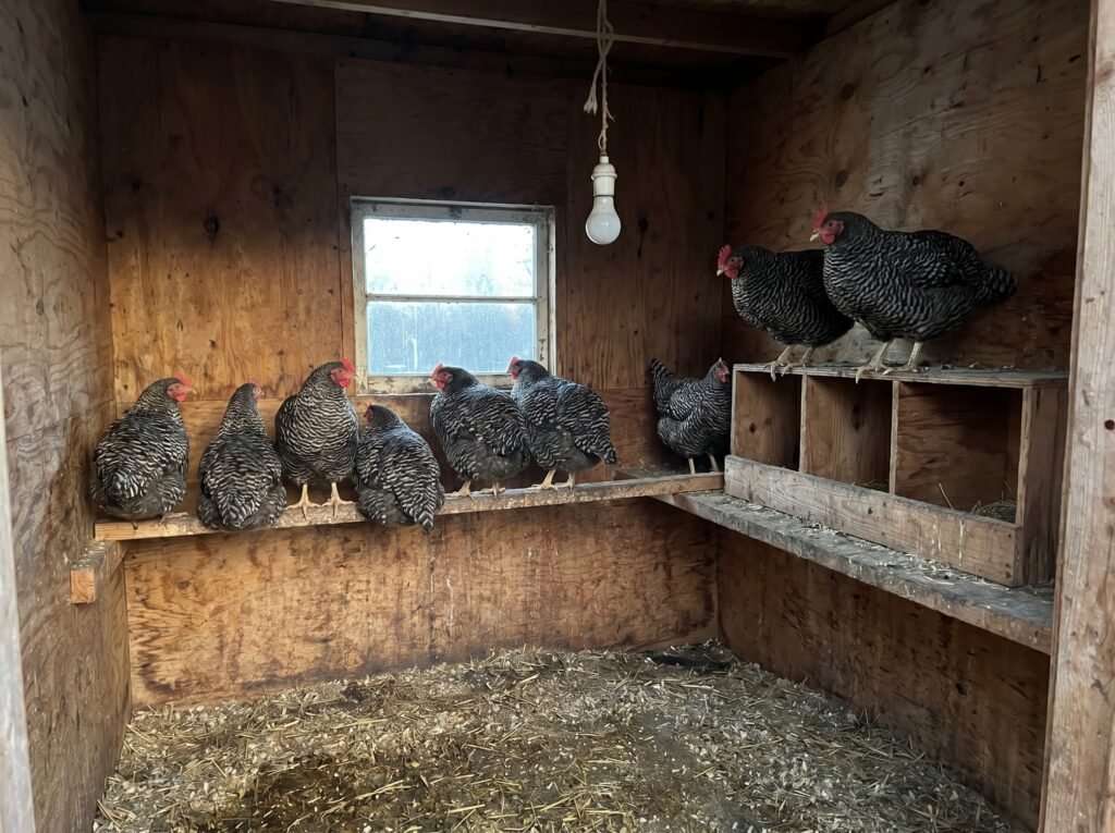 Overcrowded chicken coop with hens roosting on nest boxes instead of the roost bar