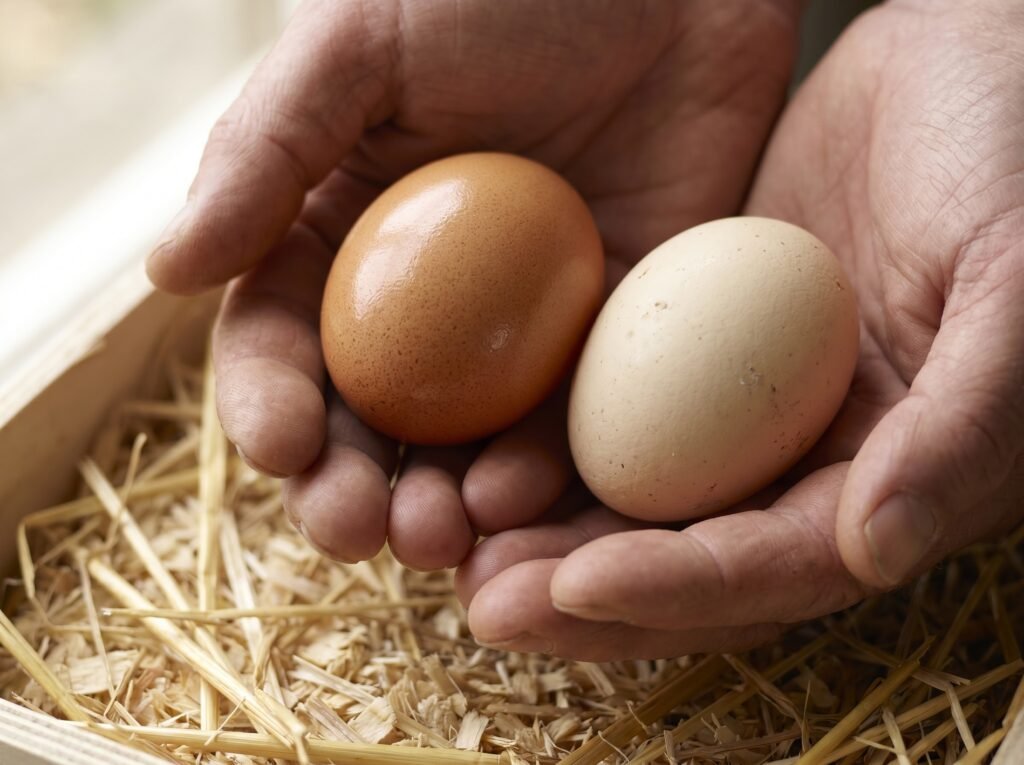 Close-up of two fresh backyard eggs showing intact bloom sheen on shell in cupped hands