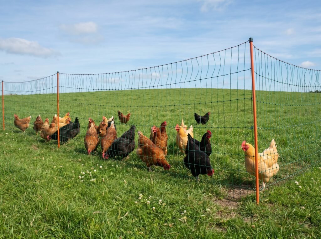 Electric poultry netting protecting a free-range backyard chicken flock in a pasture setting