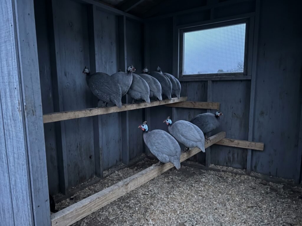 guinea fowl roosting together on elevated wooden coop perches at dusk