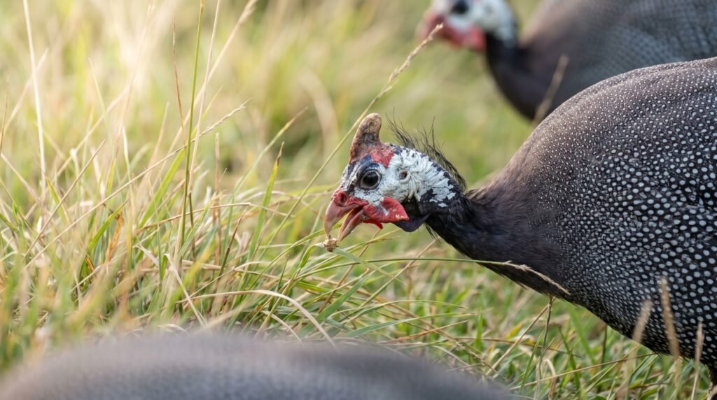 helmeted guinea fowl foraging in meadow grass hunting insects and ticks