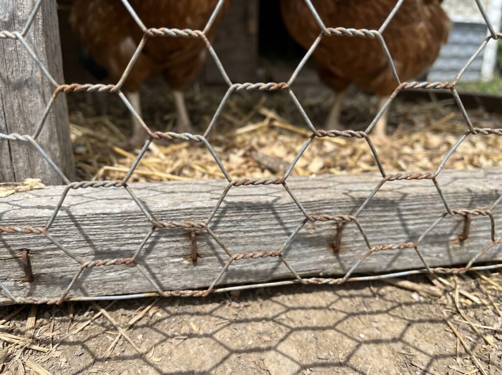 large 1-inch hexagonal chicken wire openings on a coop wall showing why predators can reach through