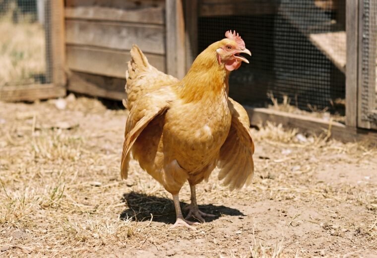 Buff hen panting with wings extended showing classic heat stress signs outdoors