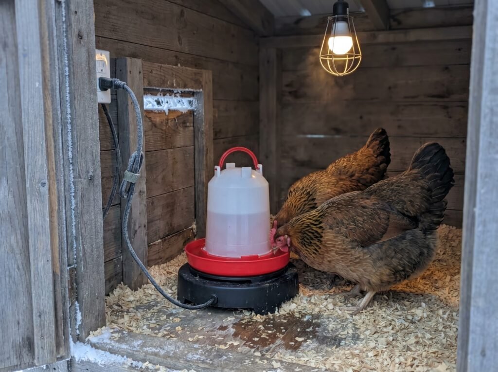 electric heated chicken waterer on a heated base keeping water liquid in winter coop