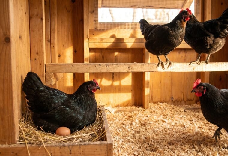 Black Australorp hen settling into a nest box inside a backyard chicken coop
