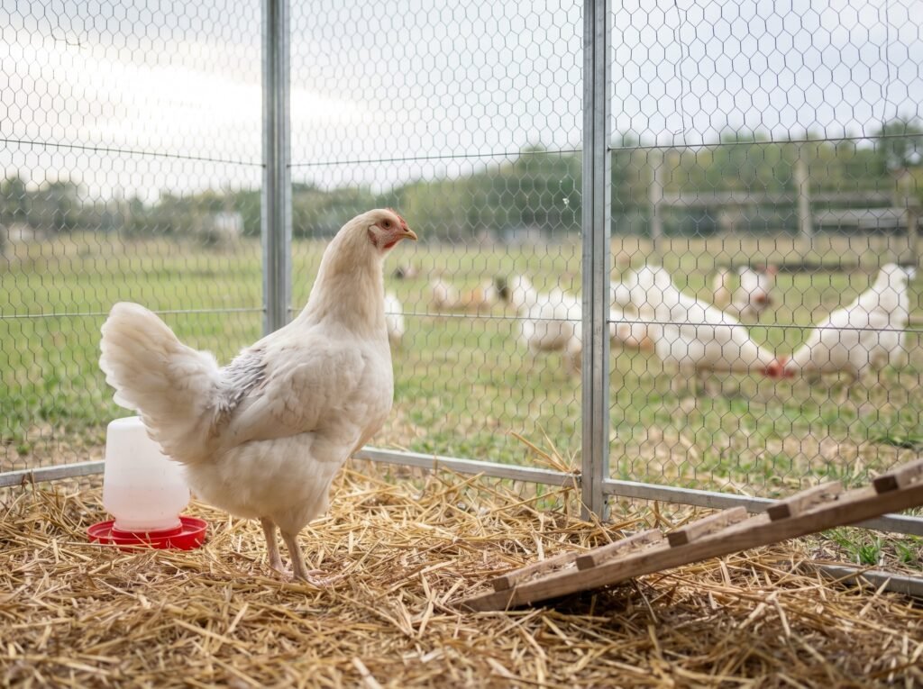 Injured hen in wire-mesh recovery pen with flock visible through partition during healing
