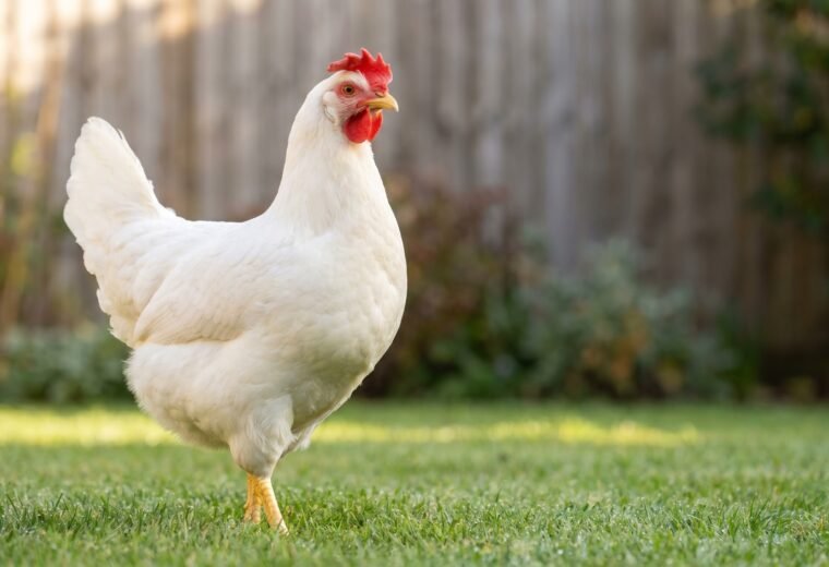 White Leghorn hen standing alert on grass showing characteristic flopped single comb