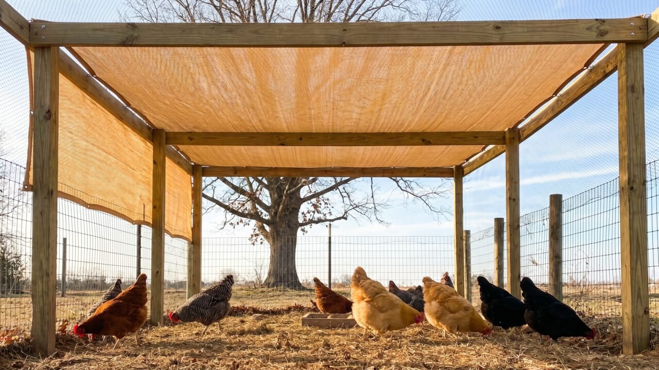 backyard chicken run with orange overhead netting protecting hens from hawk attacks