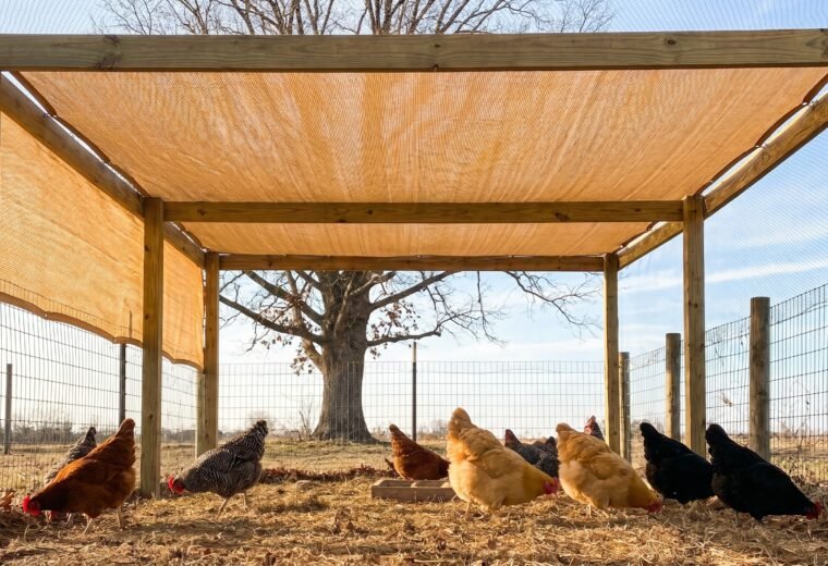 backyard chicken run with orange overhead netting protecting hens from hawk attacks