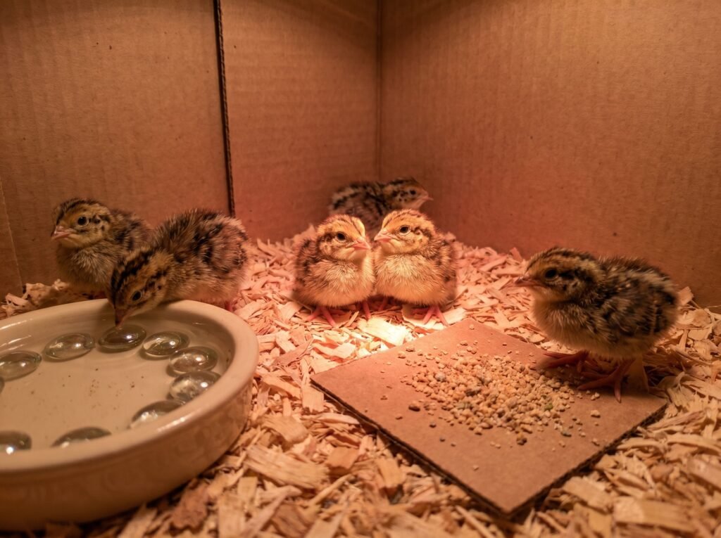 newly hatched coturnix quail chicks in a brooder with shallow water dish and marbles