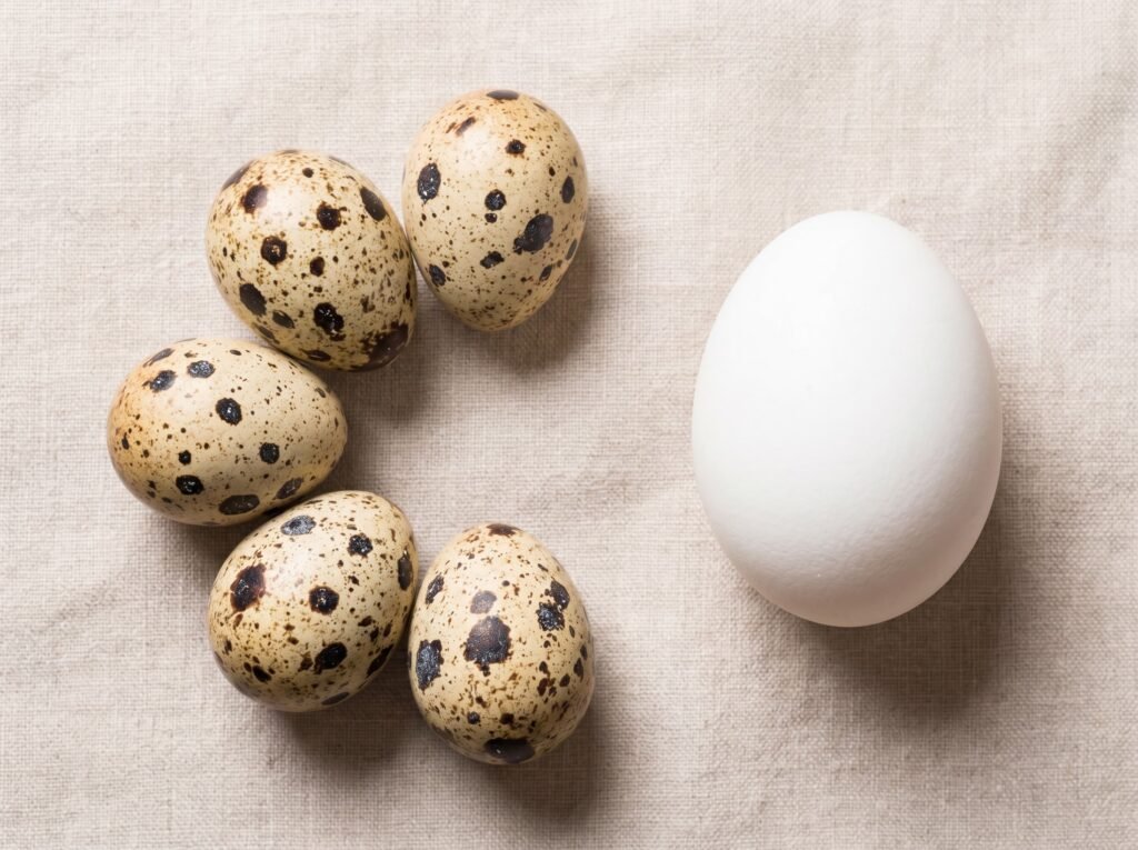 Five speckled coturnix quail eggs beside one white chicken egg showing size comparison