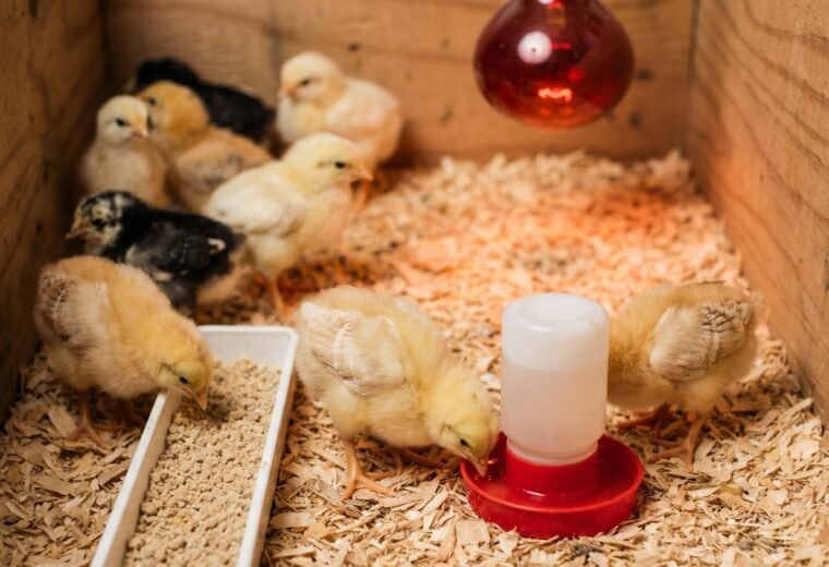 Fluffy week-old baby chicks gathered under a heat lamp in a pine shaving brooder