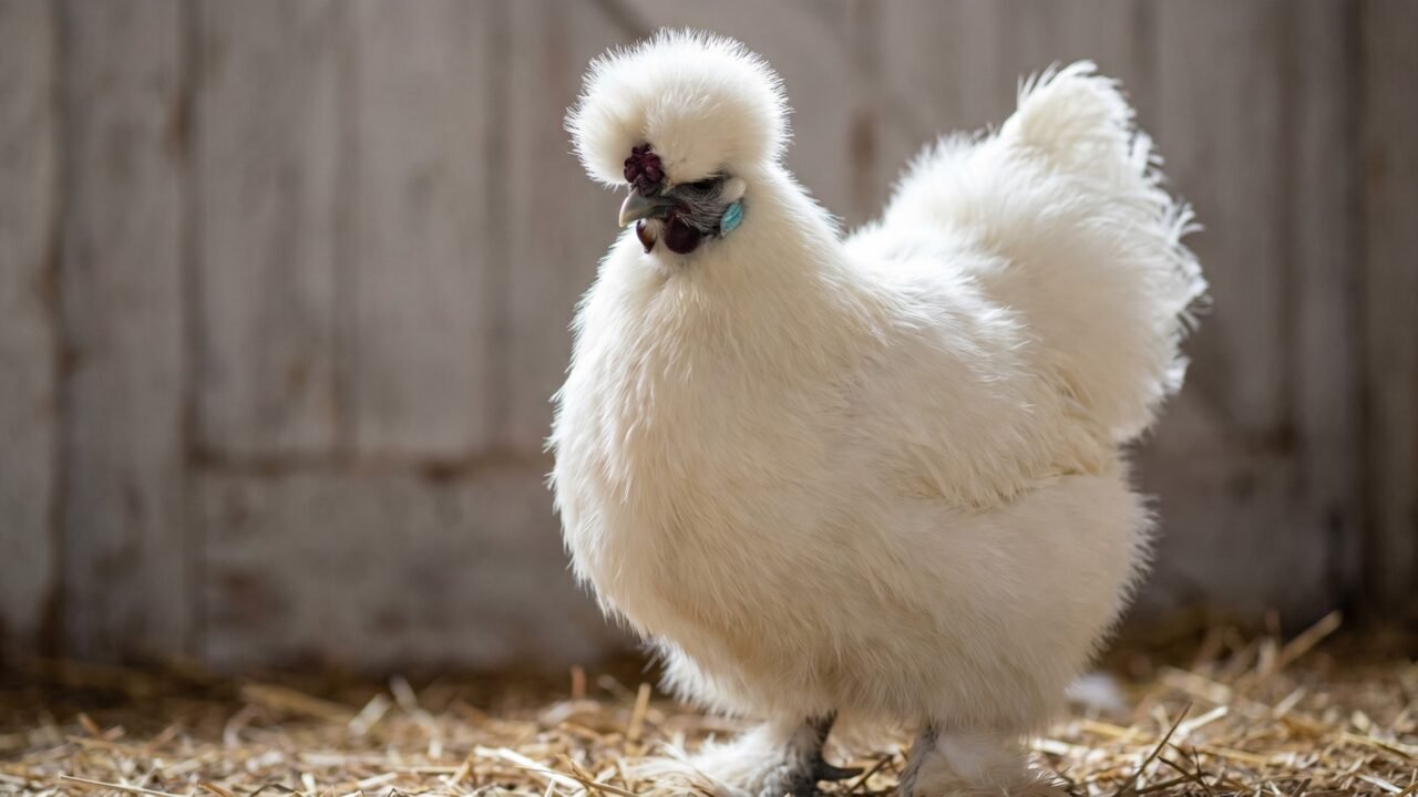 White Silkie hen with full round crest and turquoise earlobes, rustic barn setting