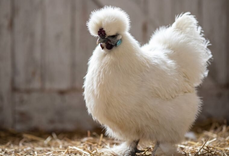 White Silkie hen with full round crest and turquoise earlobes, rustic barn setting