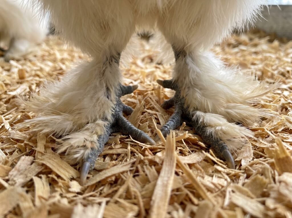 Silkie chicken five-toed feathered feet shown in close detail on pine shavings