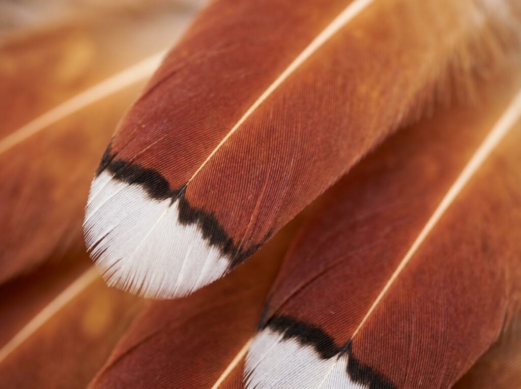 Close-up of Speckled Sussex feathers showing mahogany, black, and white-tipped speckle pattern