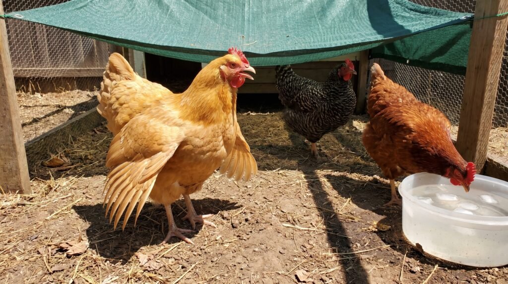 buff Orpington hen panting with wings extended in summer heat next to a shaded waterer