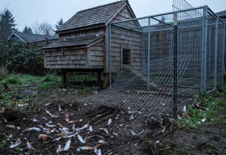 Scattered feathers and disturbed soil near a backyard chicken coop after a nighttime predator attack