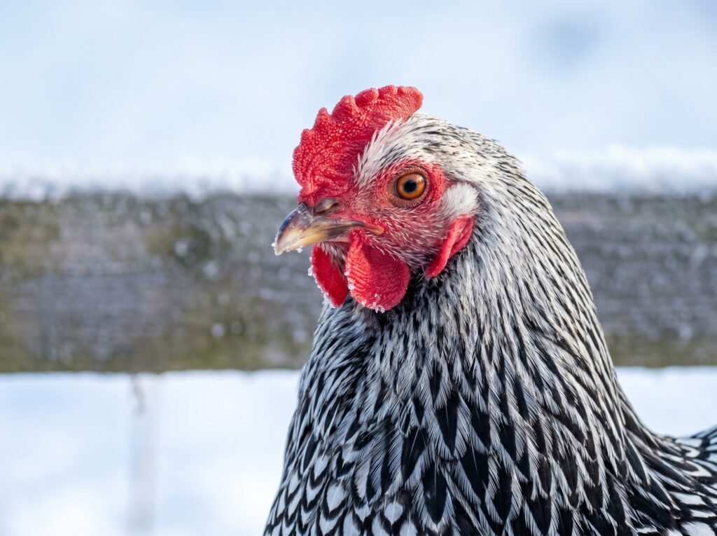 Silver-Laced Wyandotte hen with compact rose comb photographed in winter outdoor light